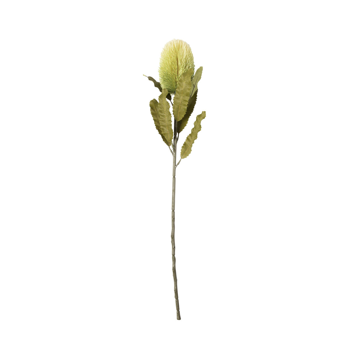 Bloomery Banksia Stem Cream 65cm