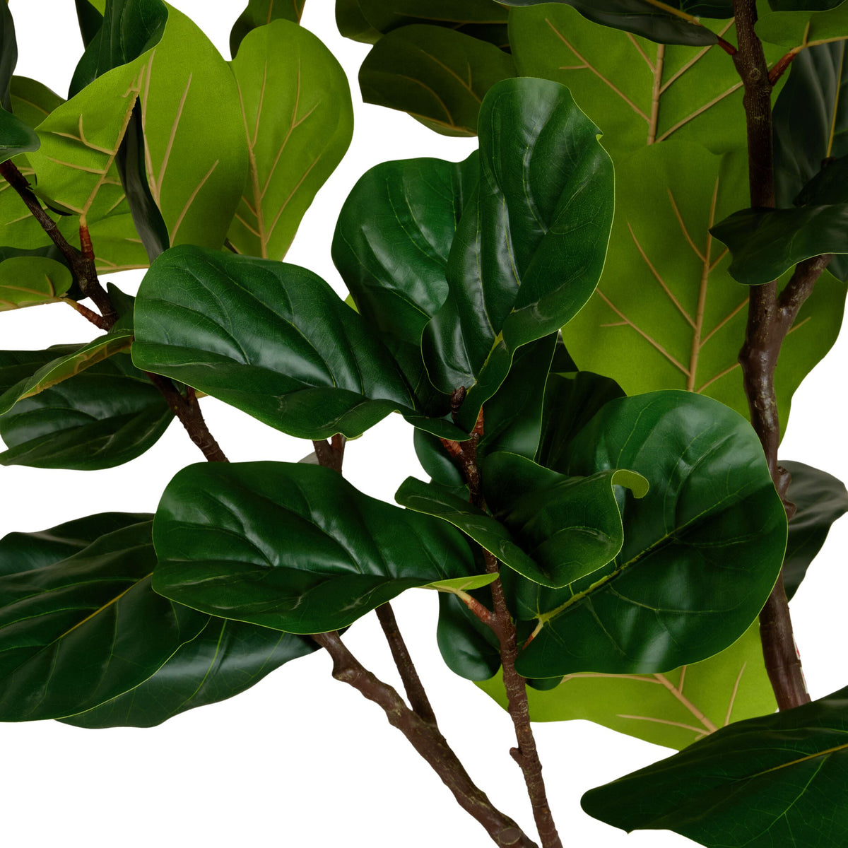 Grand Jardinière Ficus Tree 220cm
