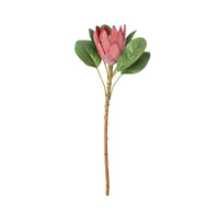 Bloomery Protea Stem Red 53cm