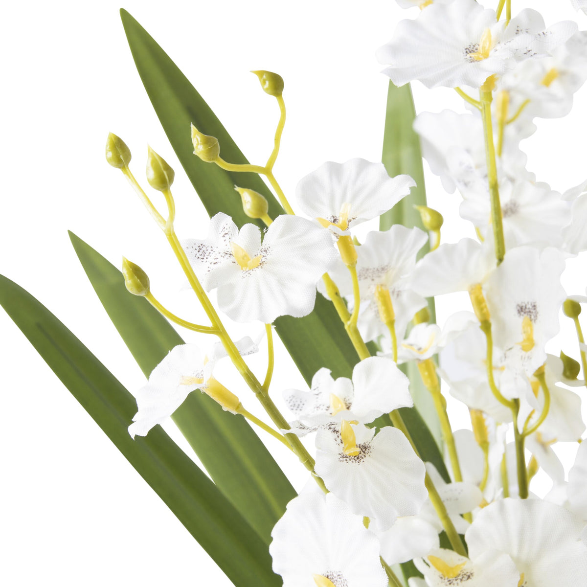 Folia Orchid in Ceramic Pot