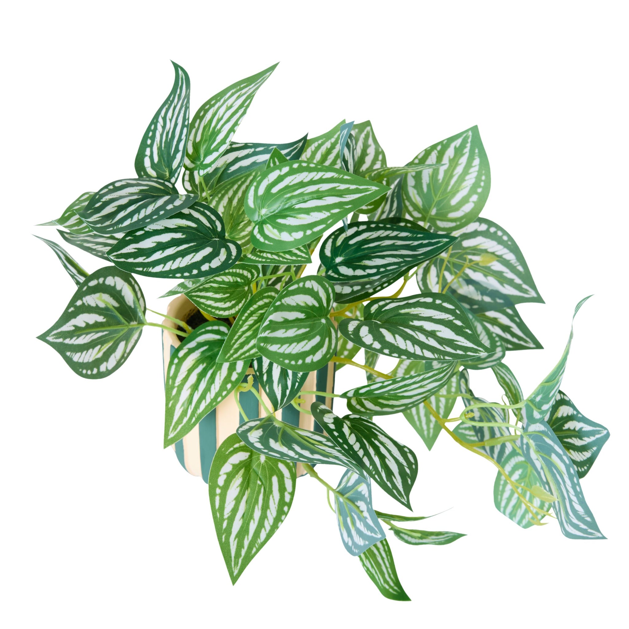 Folia Fittonia in Striped Ceramic Pot