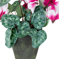 Folia Cyclamen in Cement Pot