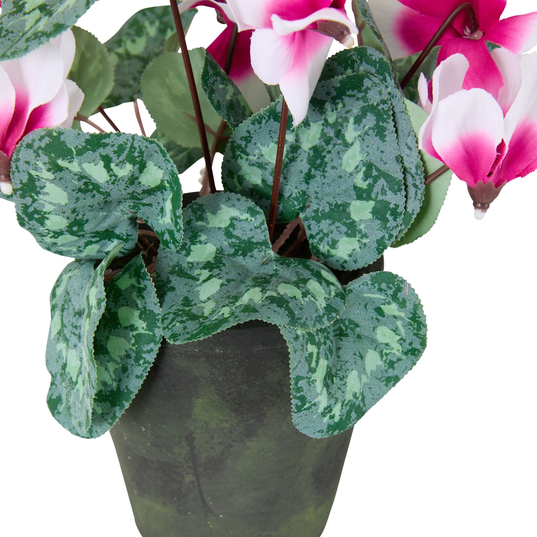 Folia Cyclamen in Cement Pot