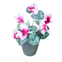 Folia Cyclamen in Cement Pot