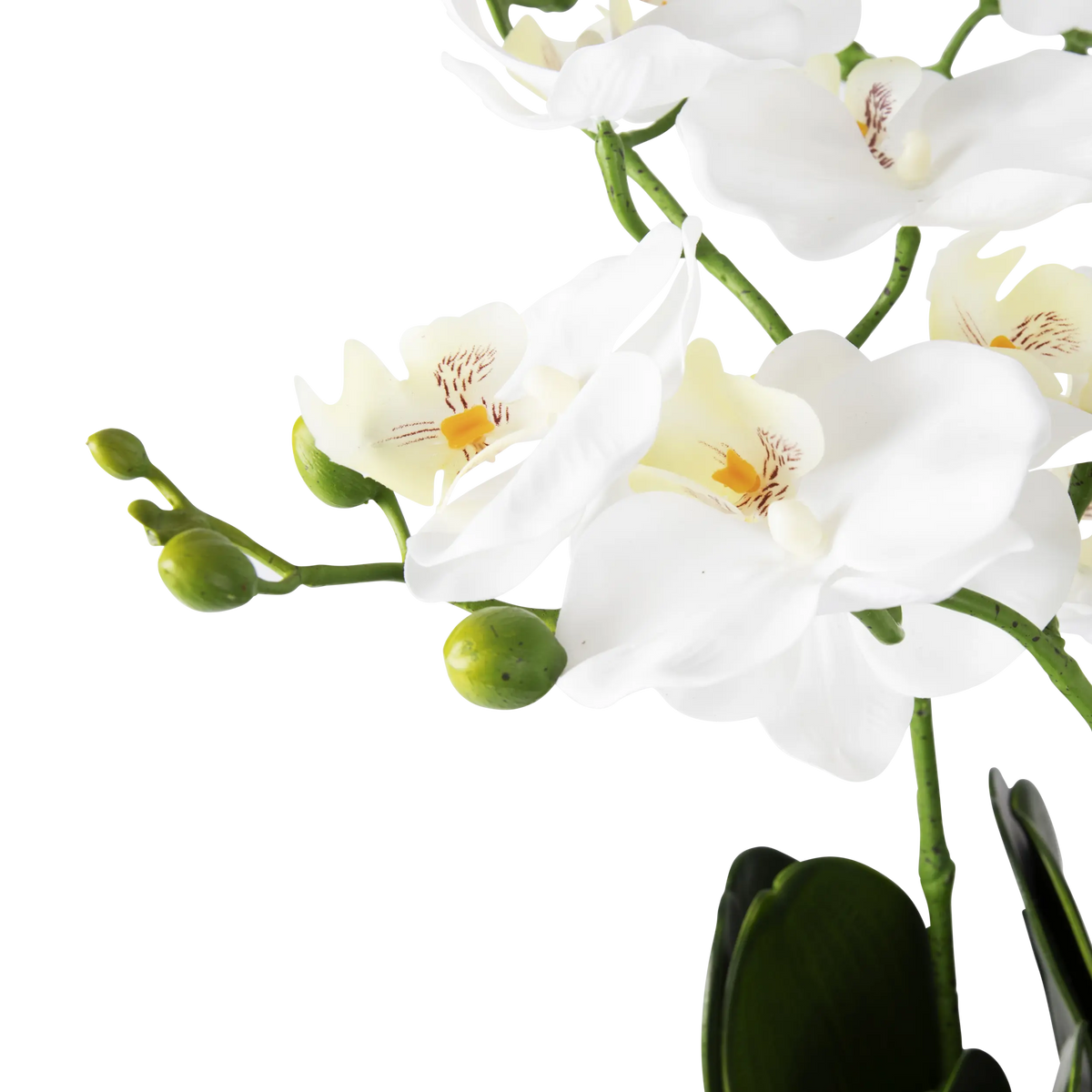Folia Orchid Arrangement in Glass Vessel