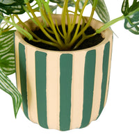 Folia Fittonia in Striped Ceramic Pot