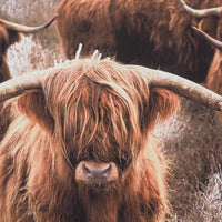 A Scottish Highland Cow, with its shaggy reddish-brown fur and curved horns, faces the camera exuding rustic charm. The background herd adds depth to this picturesque scene, making it perfect for the Scottish Highland Cow Herd Framed Print 140x100cm.