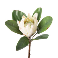 Bloomery Protea Stem Cream 53cm