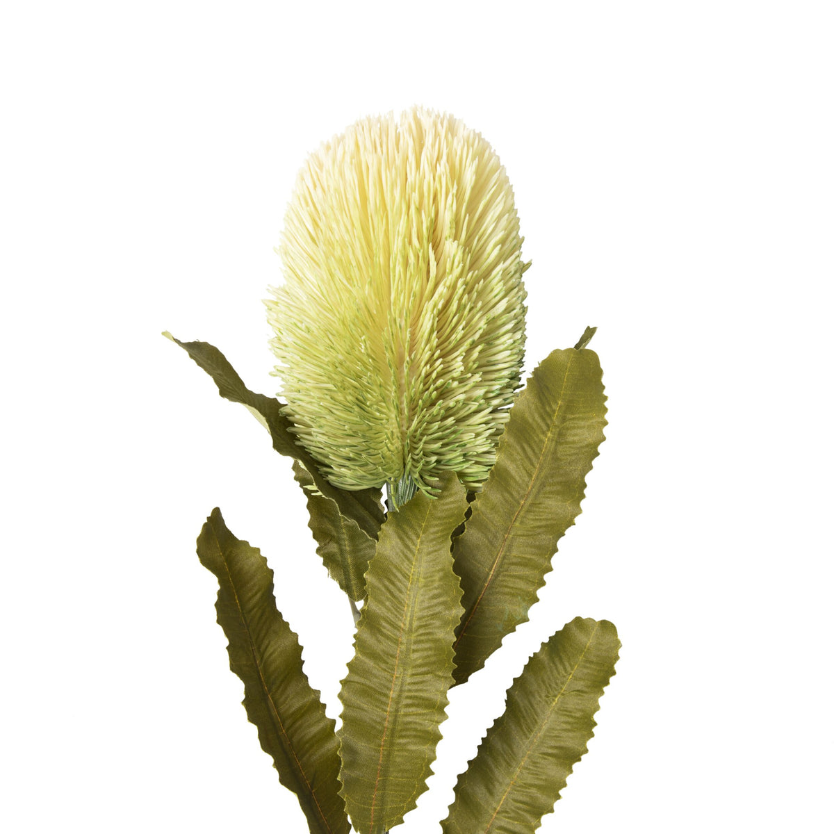 Bloomery Banksia Stem Cream 65cm