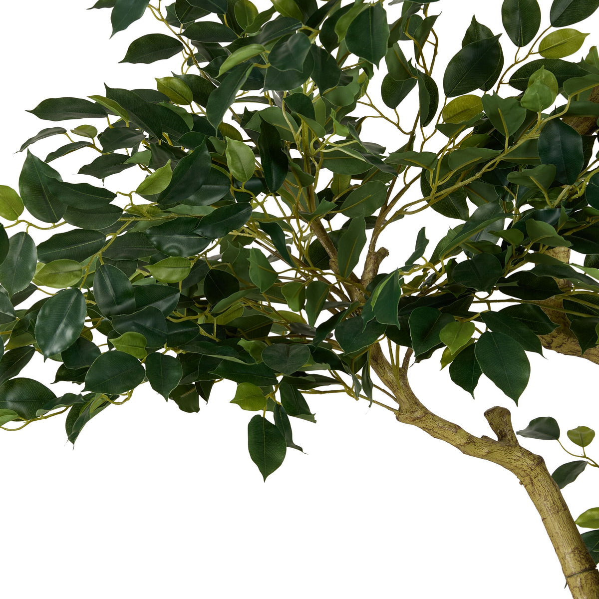 Grand Jardinière Mini Leaf Ficus Tree 180cm