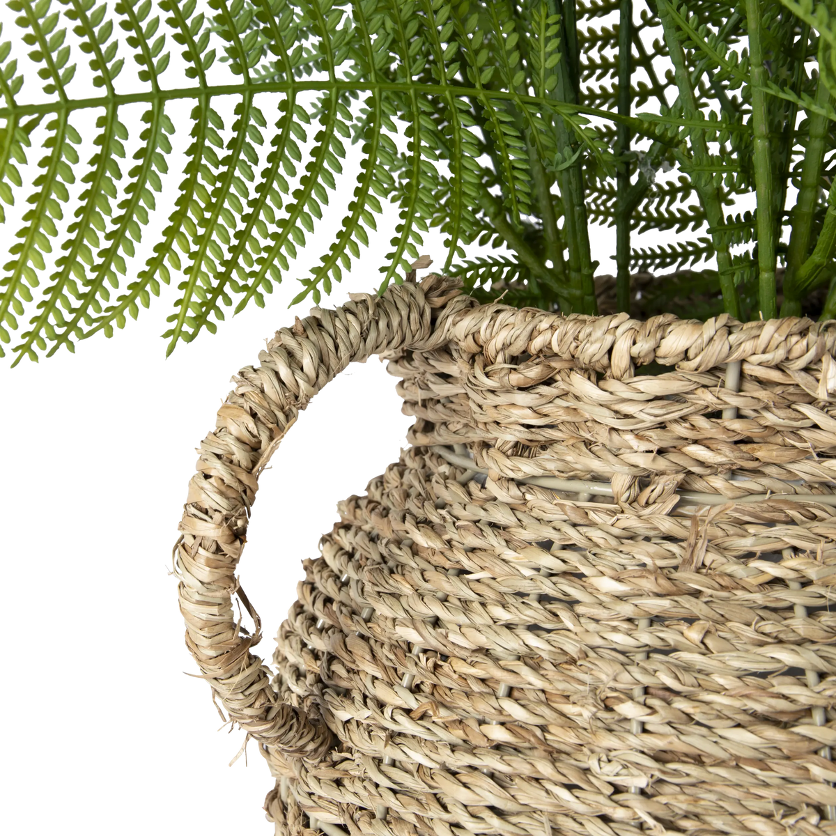 Folia Fern in Rattan Vase