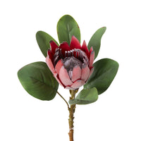 Bloomery Protea Stem Red 53cm