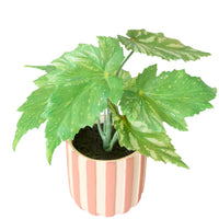 Folia Begonia in Striped Ceramic Pot