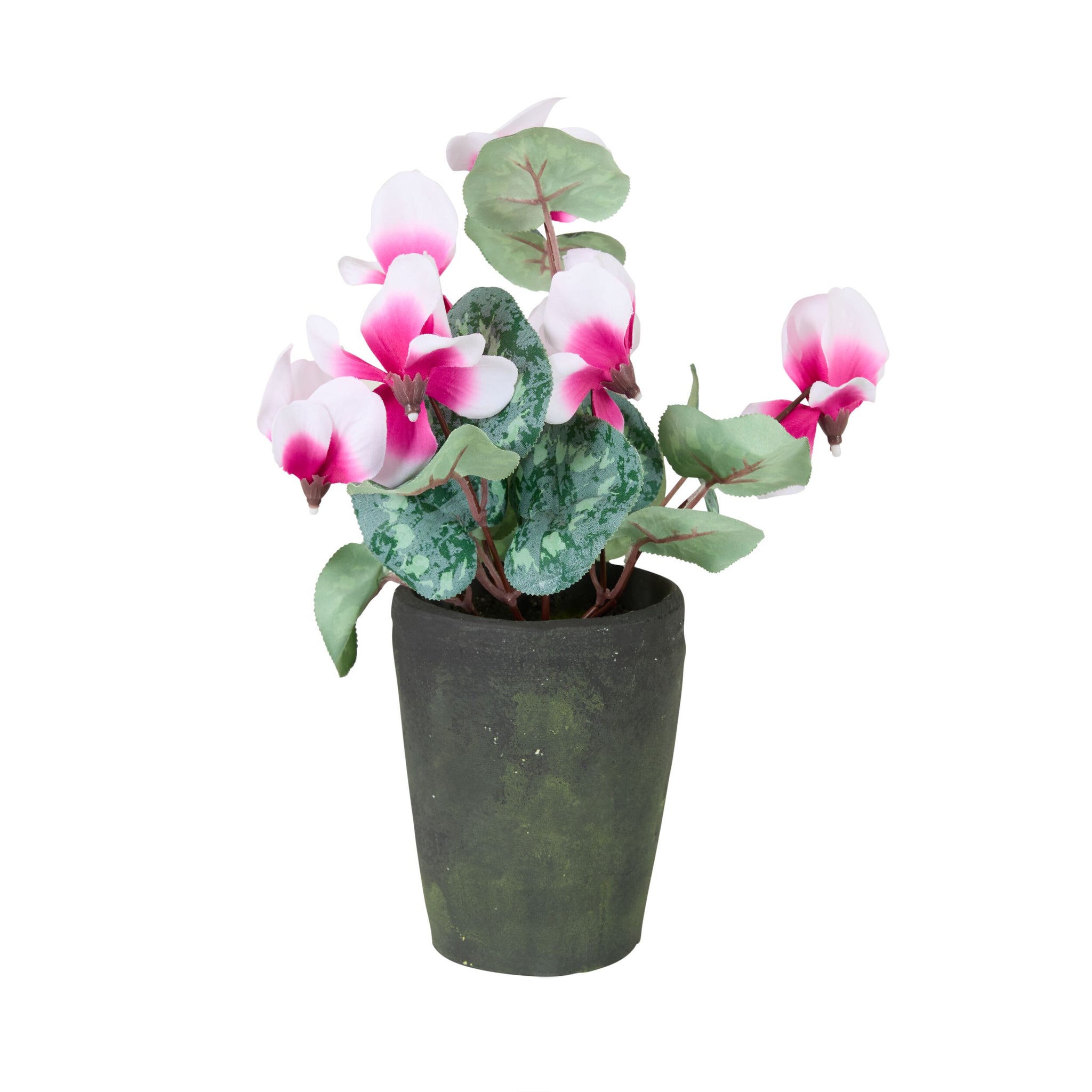 Folia Cyclamen in Cement Pot