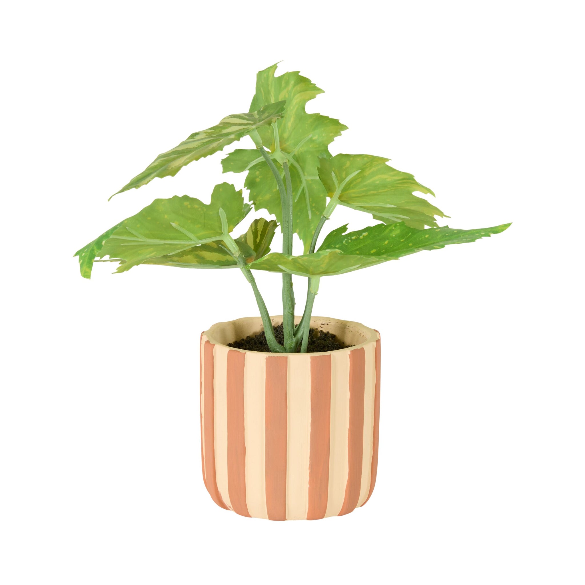 Folia Begonia in Striped Ceramic Pot