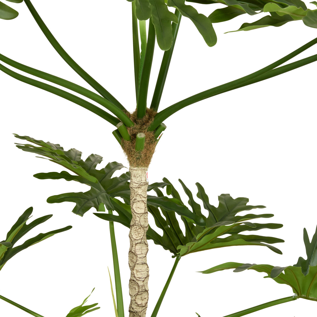 Grand Jardinière Philodendron Tree 180cm