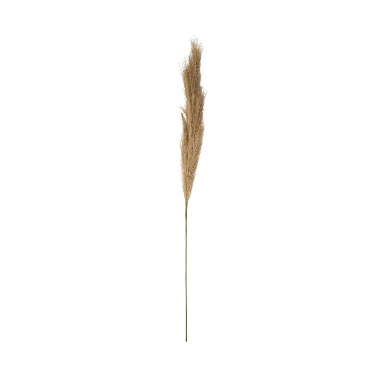 Bloomery Pampas Grass Stem Natural 114cm